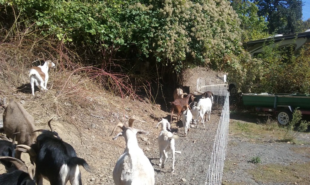 goats-removing-blackberries-along-trail-near-sellwood-bridge